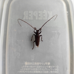 Acalolepta rusticatrix