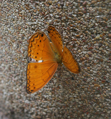 Cirrochroa tyche mithila