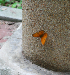 Cirrochroa tyche mithila