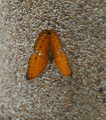 Cirrochroa tyche mithila