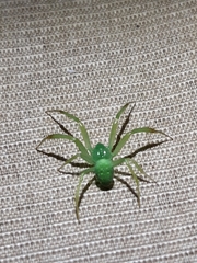 Araneus uniformis