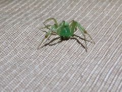 Araneus uniformis