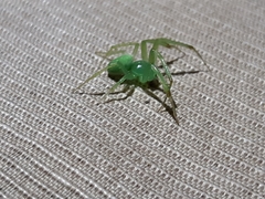 Araneus uniformis