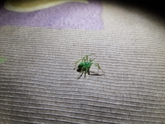 Araneus uniformis