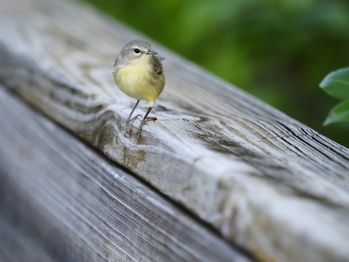 Vitelline Warbler (Setophaga vitellina), photo 3
