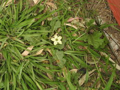 Jaborosa runcinata
