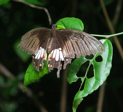 Papilio polytes romulus