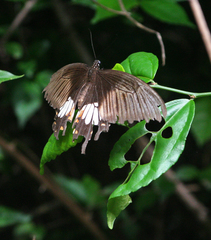 Papilio polytes romulus