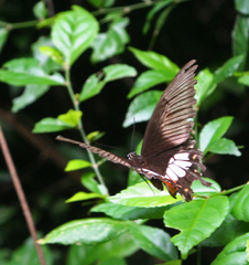 Papilio polytes romulus