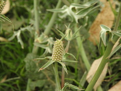 Eryngium coronatum