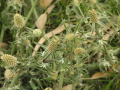Eryngium coronatum