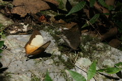 Consul electra electra