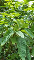 Gymnanthemum amygdalinum