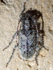 Poliaenus obscurus