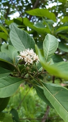 Gymnanthemum amygdalinum