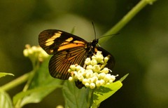 Austroeupatorium inulifolium