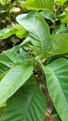 Gymnanthemum amygdalinum