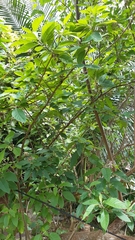 Gymnanthemum amygdalinum