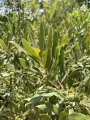 Euclea natalensis angustifolia