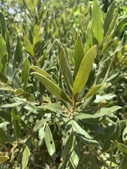 Euclea natalensis angustifolia