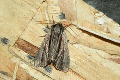 Apamea verbascoides