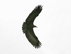 Necrosyrtes monachus