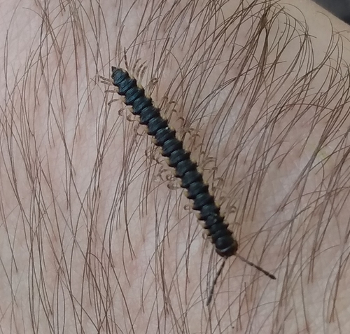 Chondromorpha xanthotricha photo 5