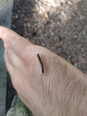 Chondromorpha xanthotricha