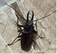 Stenodontes exsertus