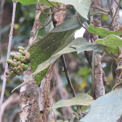 Lepistemon urceolatus