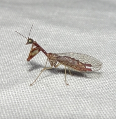 Leptomantispa pulchella