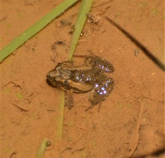 Pseudopaludicola falcipes