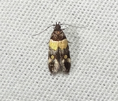 Triclonella determinatella