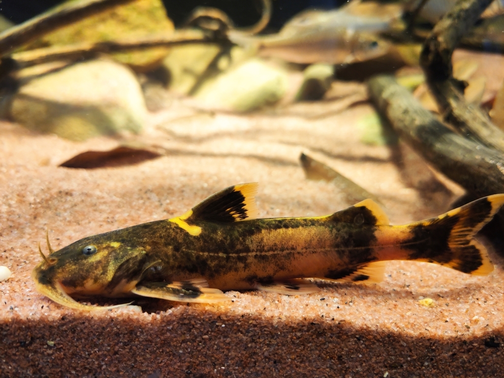 Glyptothorax macromaculatus