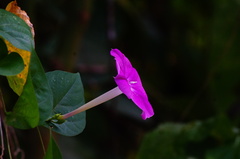 Ipomoea dumosa