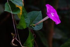 Ipomoea dumosa