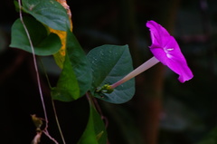 Ipomoea dumosa
