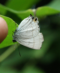 Hypolycaena erylus himavantus