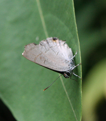 Hypolycaena erylus himavantus