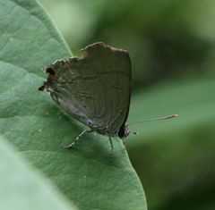 Hypolycaena erylus himavantus