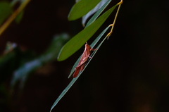 Omalotettix chapadensis