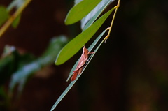 Omalotettix chapadensis