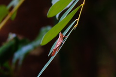 Omalotettix chapadensis