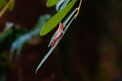 Omalotettix chapadensis