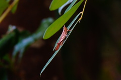 Omalotettix chapadensis