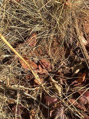 Chlorogalum grandiflorum