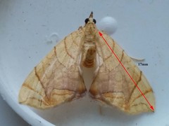 Eulithis gracilineata