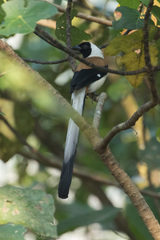 Dendrocitta leucogastra