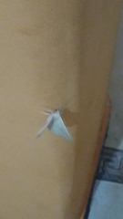 Lepidoptera
