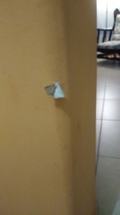 Lepidoptera